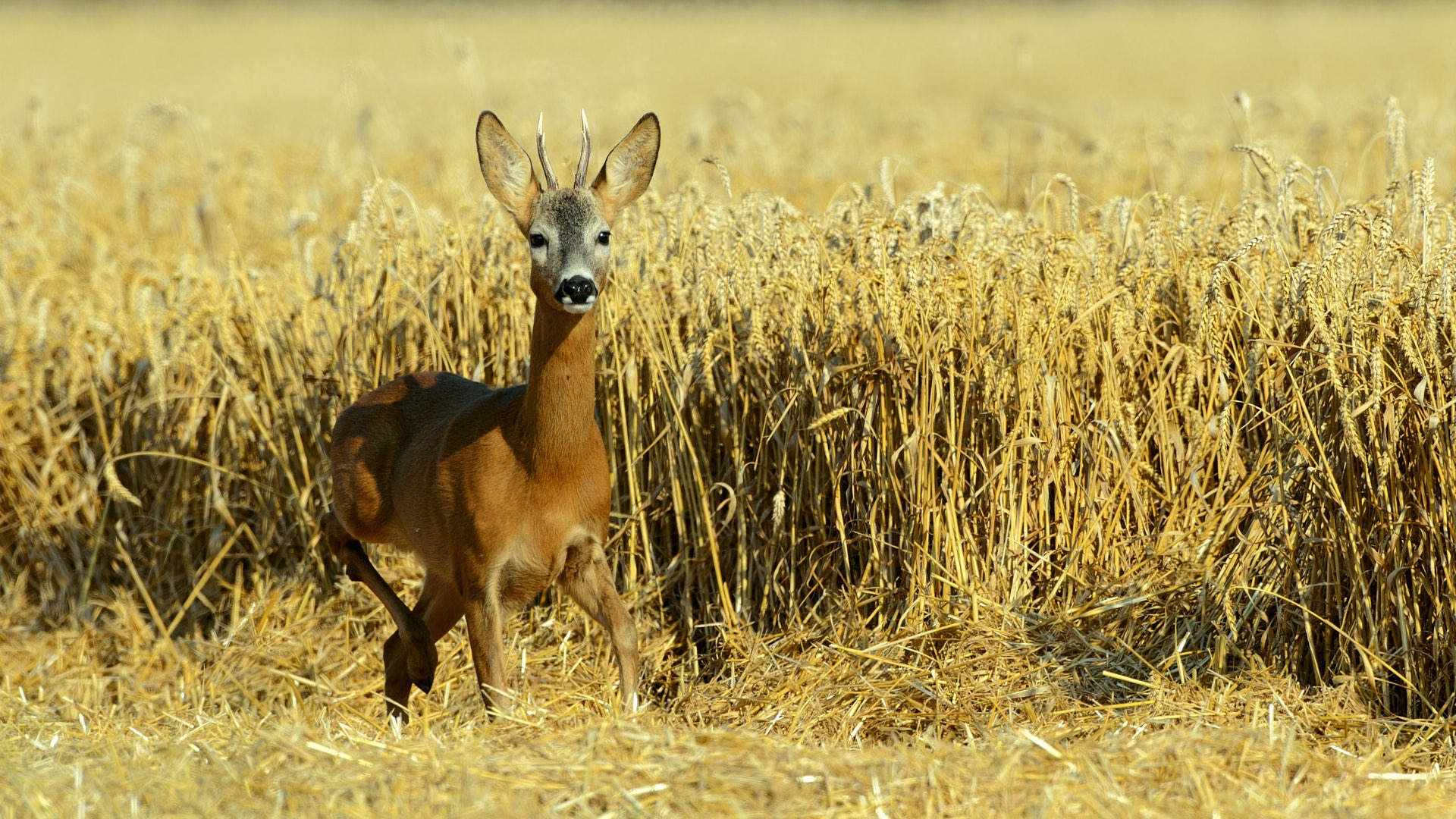 Ein Rehbock steht an einem Getreidefeld.