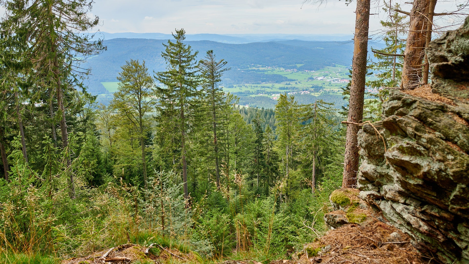 Luchslebensraum Typischer Luchslebensraum im Bayerischen Wald