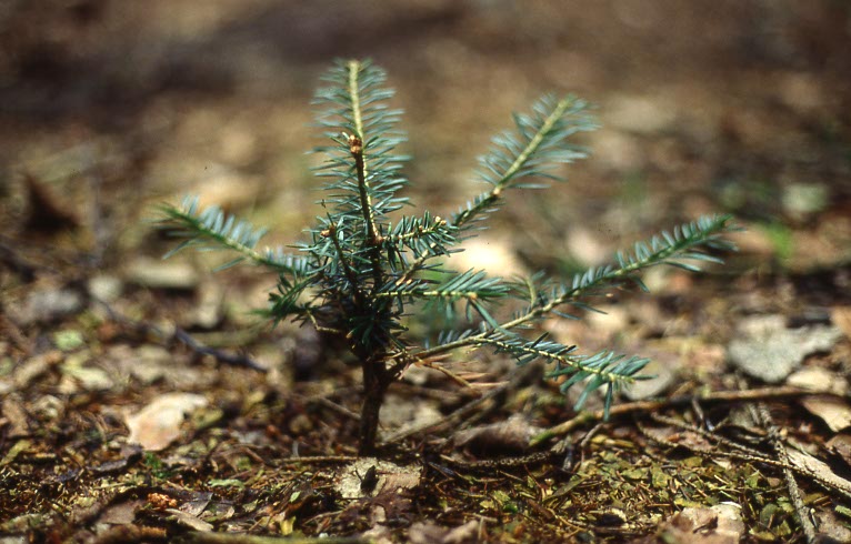 Zu hohe Dichten von Pflanzenfressern haben h&auml;ufig starken Verbiss im Wald zur Folge.