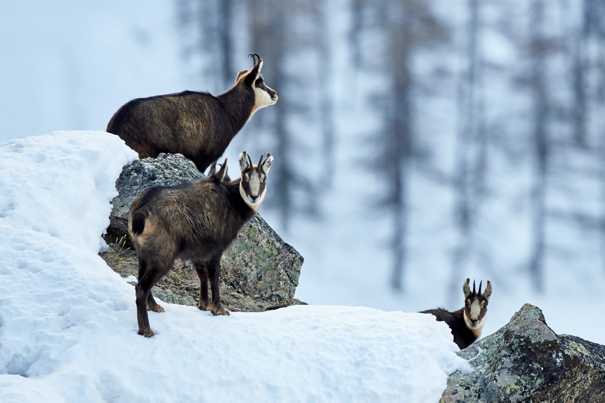 Im alpinen Raum sind G&auml;msen h&auml;ufig Beute des Luchses.