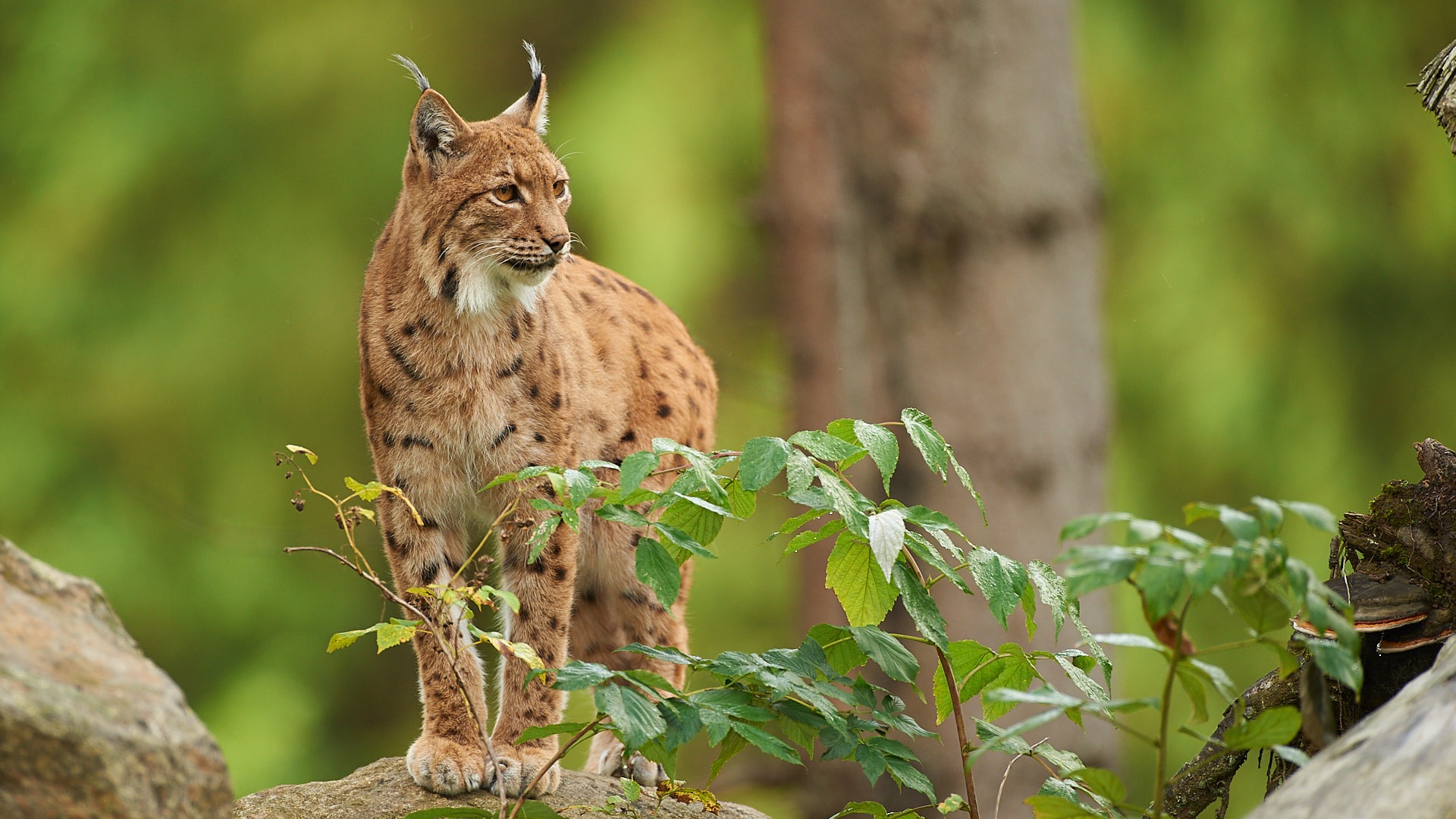 Von einem Felsen beobachtet ein Luchs seine Umgebung.