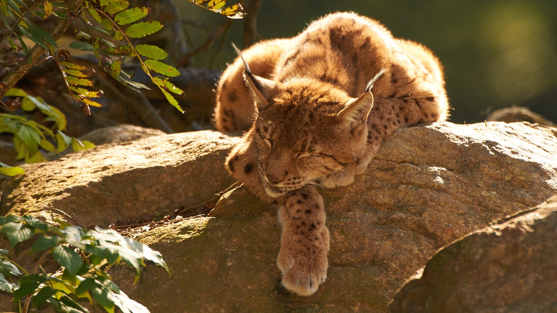 Ein Luchs schl&auml;ft in der Nachmittagssonne auf einem Felsen.