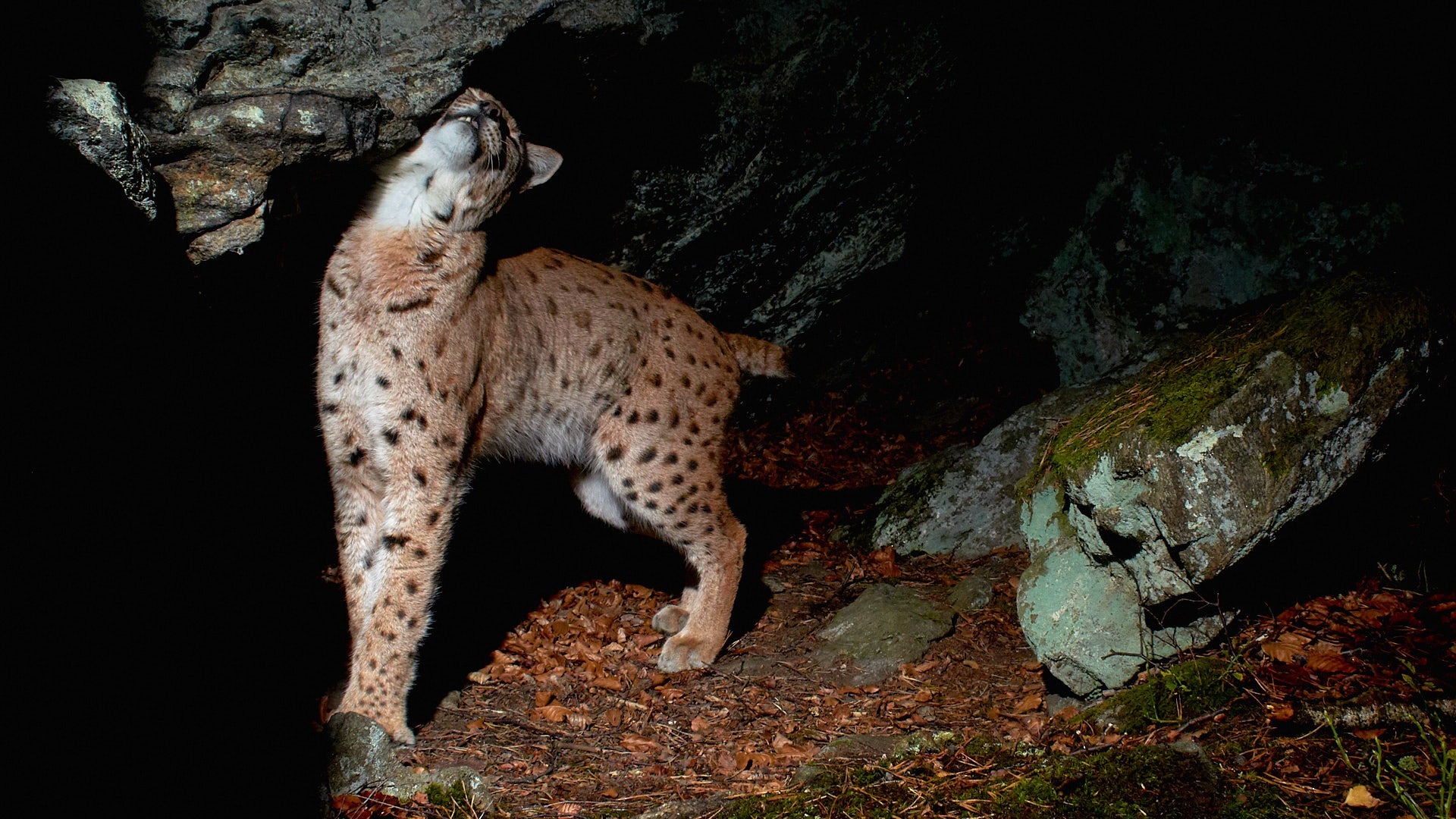 Ein Luchs markiert mit den Wangen