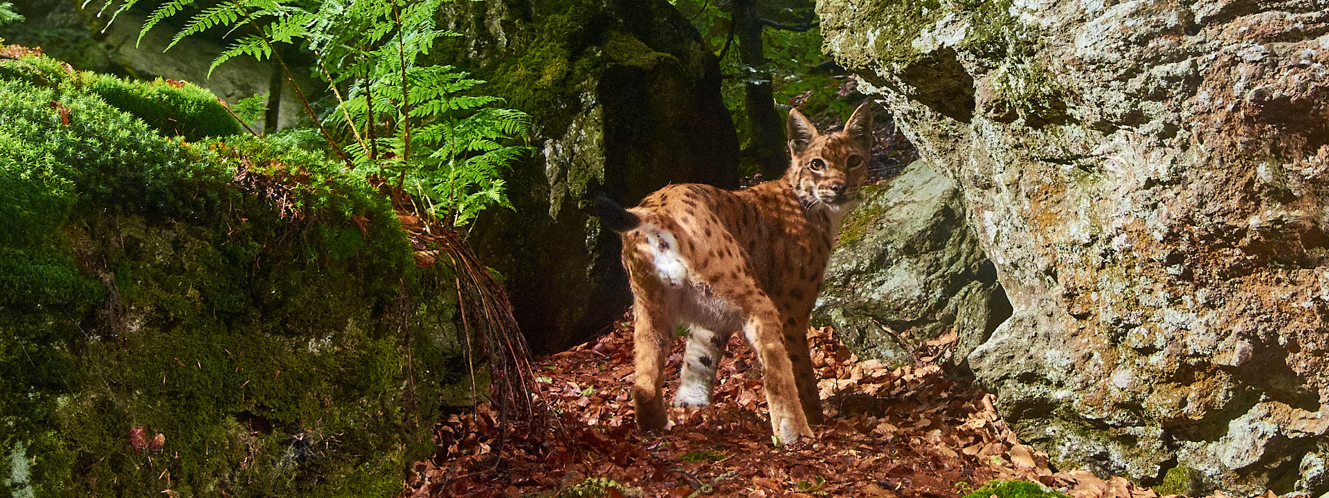 Ein Luchs blickt &uuml;ber die Schulter.