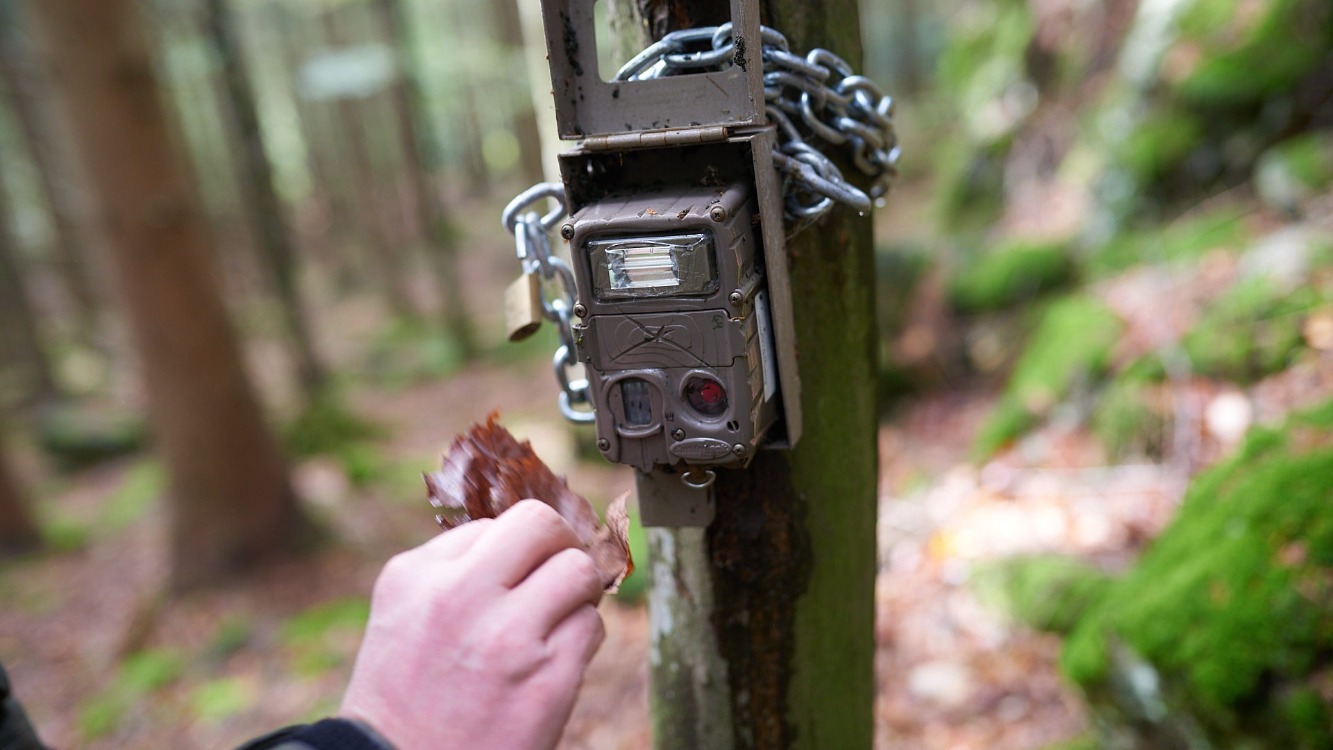 Fotofalle Eine Fotofalle zum Luchsmonitoring wird montiert.