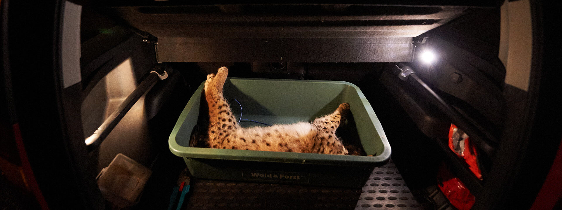 20191210-DSC_3081 Ein Luchs inspiziert neugierig eine Kamera.