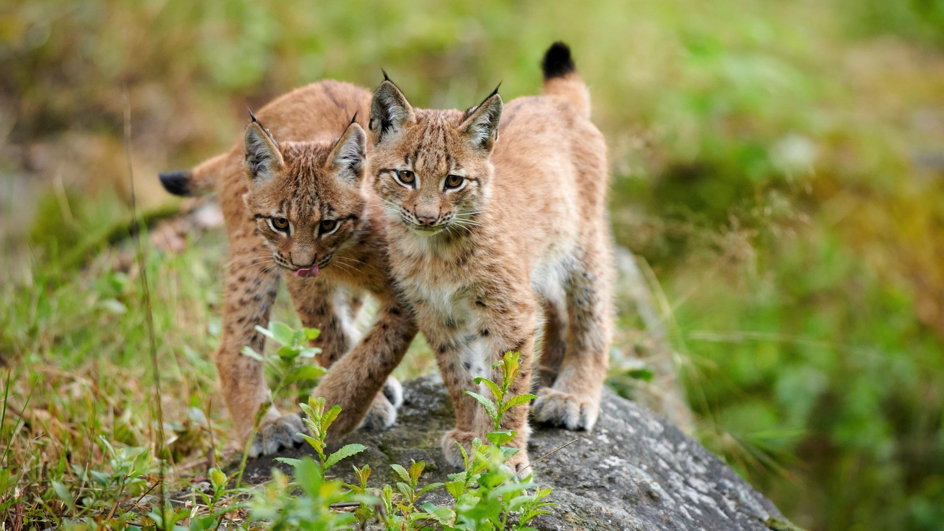 Zwei Jungluchse stehen auf einem Felsen.