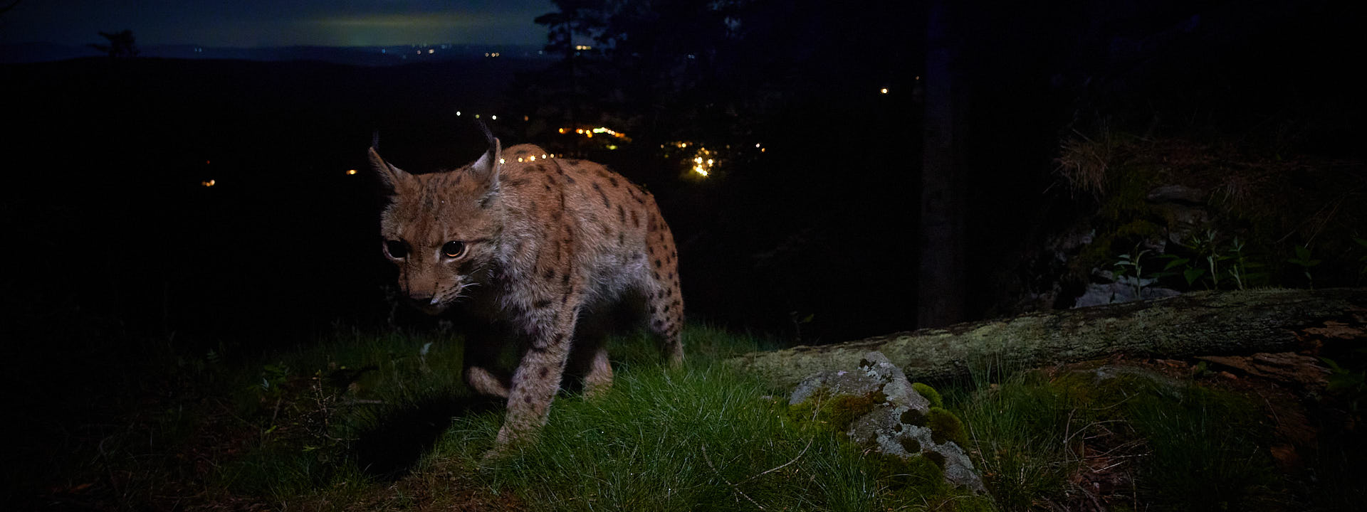 Unweit eines Dorfes ist ein Luchs bei Nacht unterwegs,