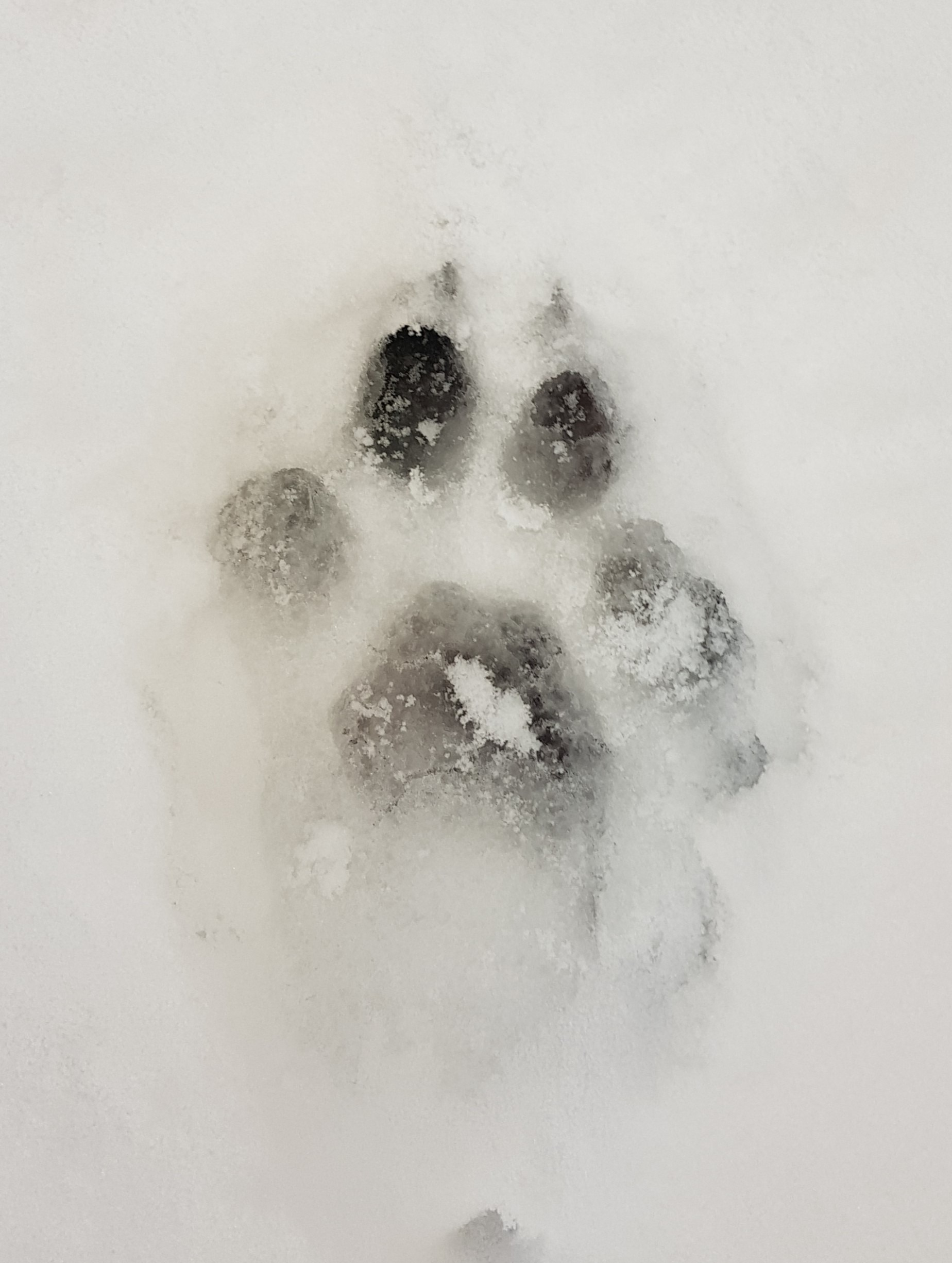 Luchsspur mit Krallenabdrücken