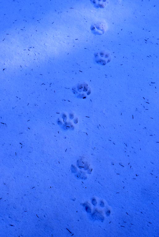 Luchsspur Luchsspur im Schnee