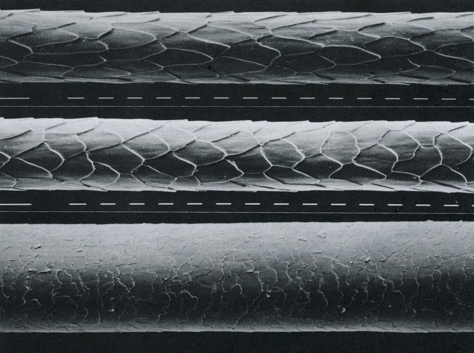 Fuchshaare unter dem Mikroskop