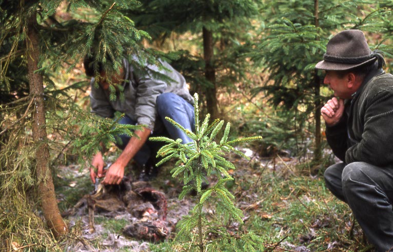 Begutachtung eines Risses Zwei Männer begutachten ein vom Luchs getötetes Reh.