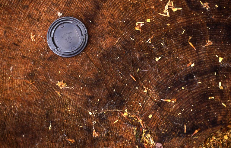 Luchshaare auf einem Baumstumpf.