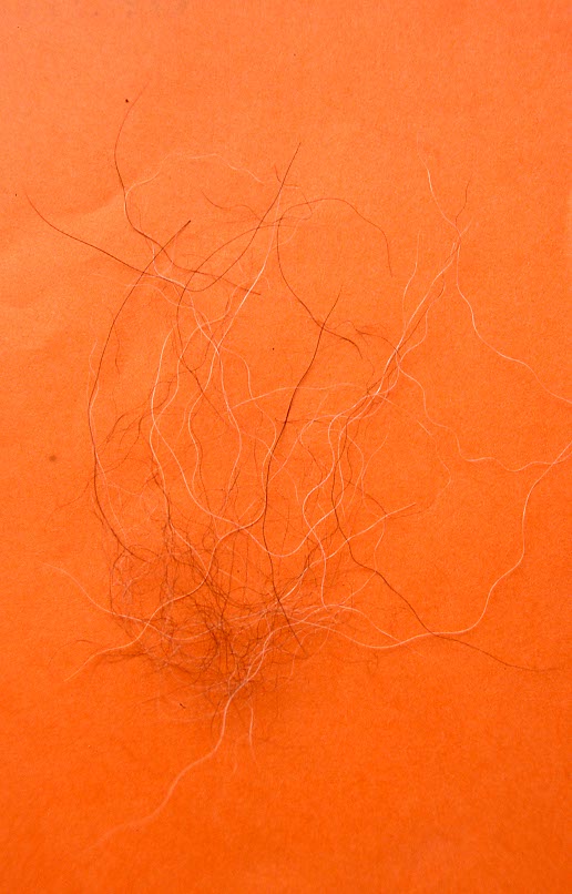 Haare von Hunden sind häufig kontrastreich gefärbt.