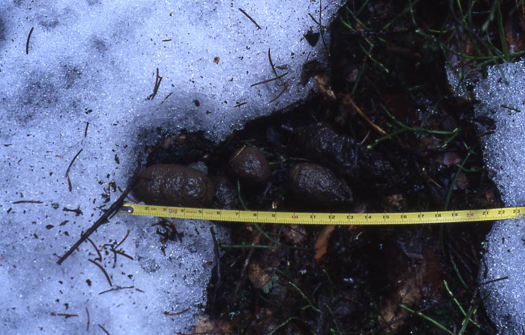 Losung eines Luchses