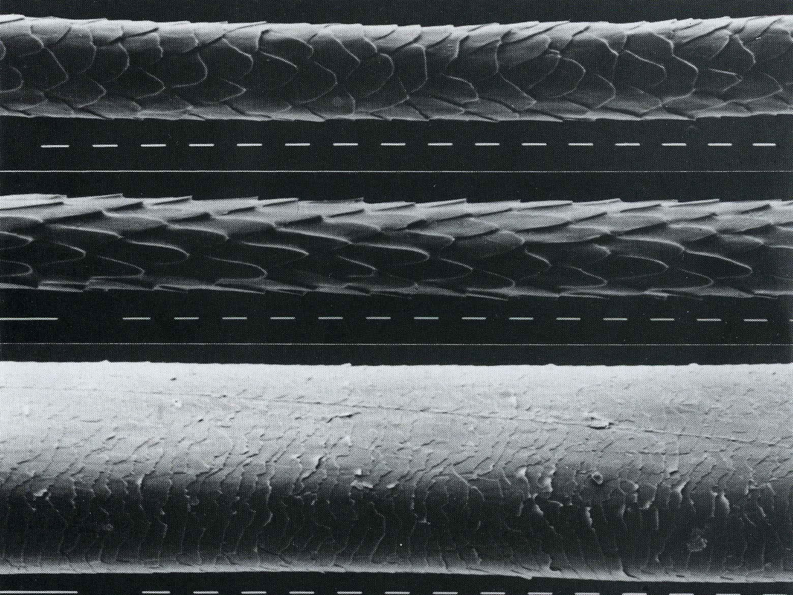 Marderhaar unter dem Mikroskop