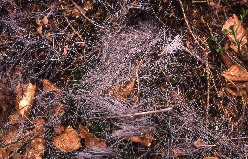 Haare von Rehen sind wellig.