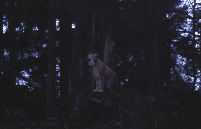 Ein Luchs ruft.