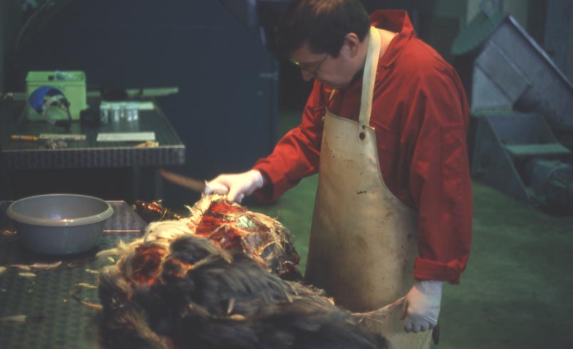 Sektion eines toten Tieres