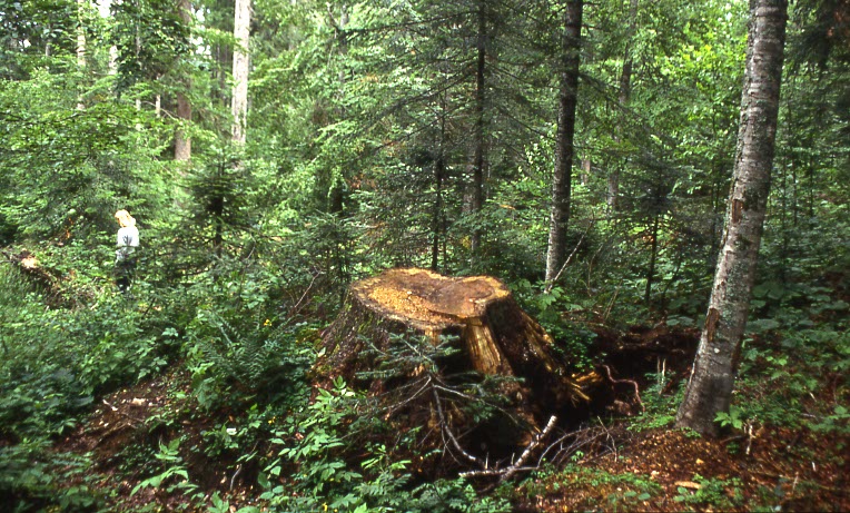 Ein Baumstumpf diente als Sitzwarte und man kann dort Haare finden.