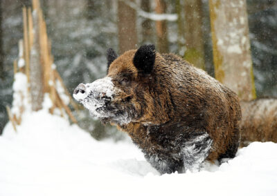 Wildschwein im Schnee